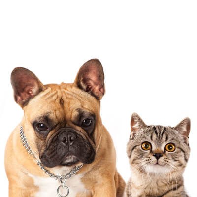 Got Pets Mobile Vet- Glen Rock - Welcome to our site! - Cat and Dog